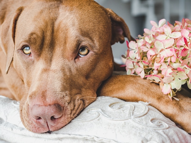 花とかわいい子犬の美しく、明るい花束。側面図、クローズアップ