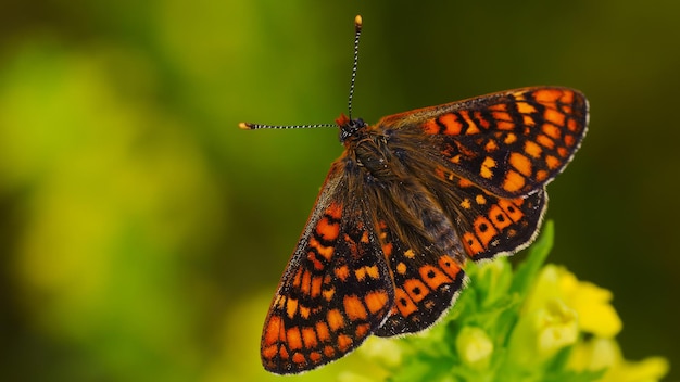 Beautiful bright butterfly in the garden