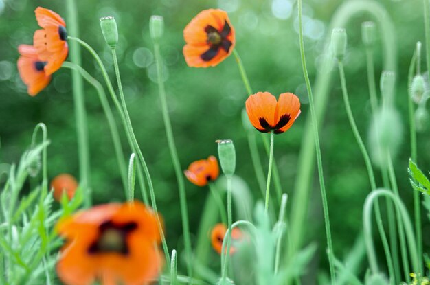 Beautiful bright color natural background with red poppy flowers and green grass defocused blurred background sunlight and bokeh