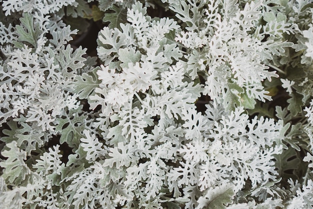 Crescita di fiori selvaggi di bello colore luminoso