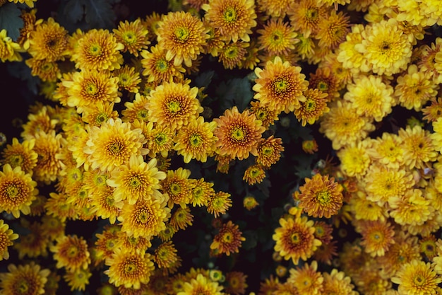 Beautiful bright color wild flowers growing