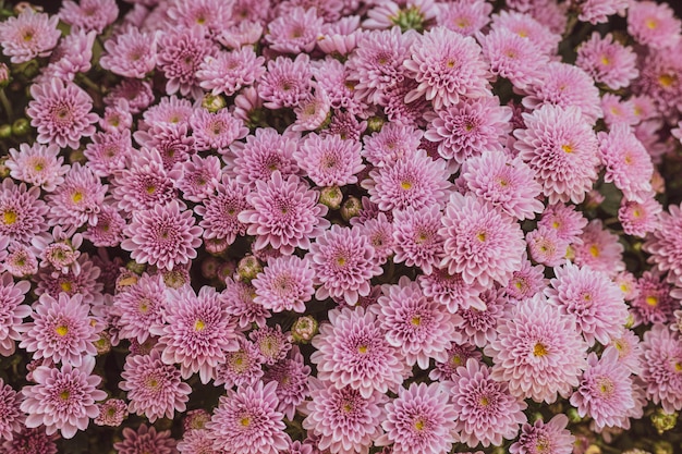 Beautiful bright color wild flowers growing  