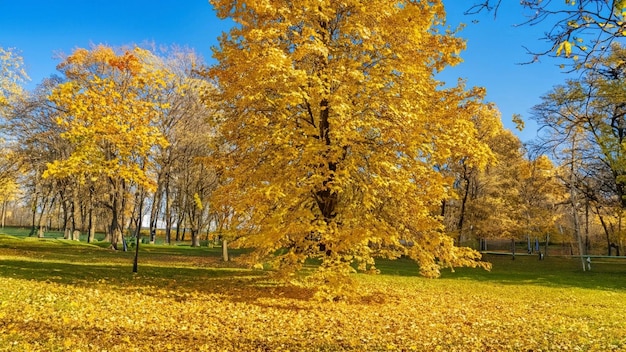 Beautiful bright colorful autumn landscape