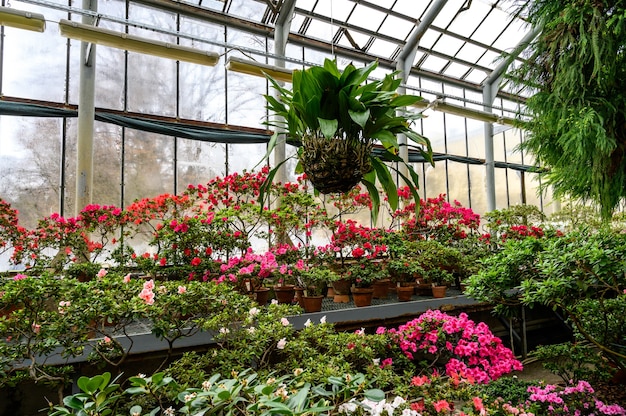 Beautiful bright colors of plants. Botanical Garden. beautiful green plants. bright flower.