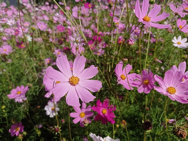 beautiful, bright, delicate, fresh, flowers, in the garden, cosmos, pink, red, horticulture