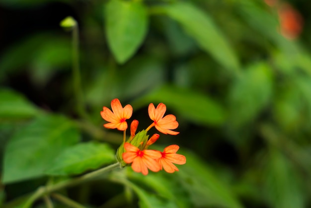 Crossandra infundibuliformis(폭죽 꽃)의 아름다운 밝은 불타는 주황색 꽃