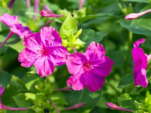 庭には美しい鮮やかな花が咲きます赤い花おもしろい花の質感庭の観賞植物庭の装飾