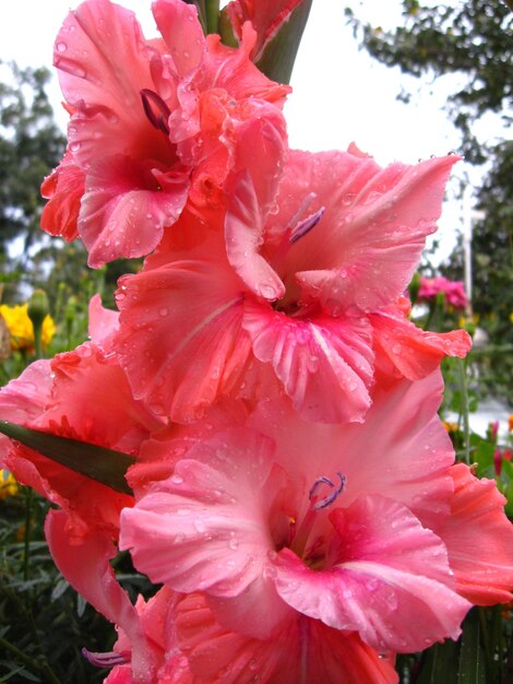 Beautiful and bright flower of red gladiolus