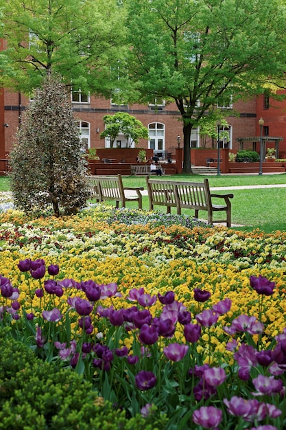 Красивая и яркая клумба на территории кампуса Университета Джорджа Вашингтона в Вашингтоне, округ Колумбия, США. Университет был основан 9 февраля 1821 года.