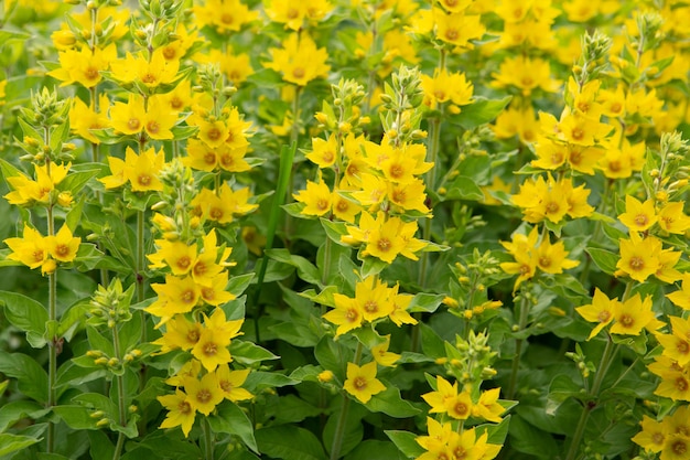 Beautiful and bright flowers in a garden