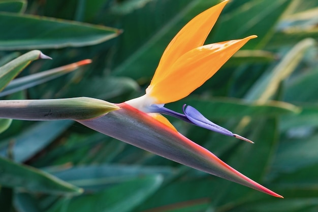 Bellissimi fiori luminosi strelitzia da vicino