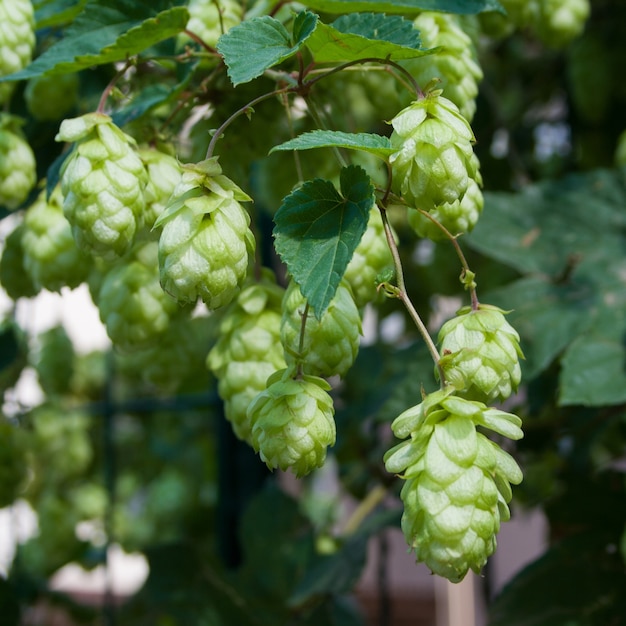 Beautiful bright green cones of hops on a sunny autumn day