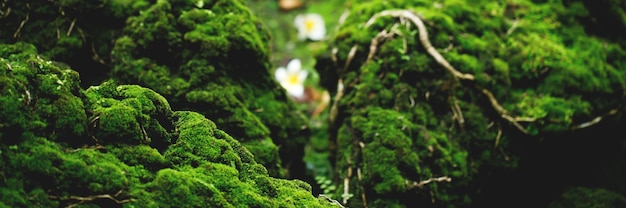 Beautiful bright green moss grown up cover the rough stones and
on the floor in the forest. show with macro view. rocks full of the
moss texture in nature for wallpaper. soft focus.