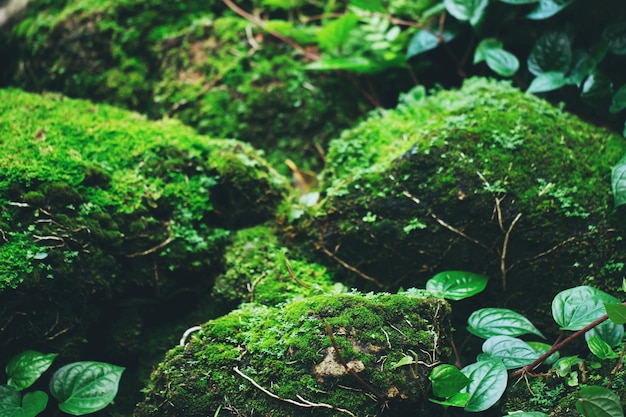 자라난 아름다운 밝은 녹색 이끼는 거친 돌을 덮고 숲의 바닥에 매크로 보기로 보여줍니다. 벽지 소프트 포커스를 위해 자연의 이끼 질감으로 가득 찬 바위