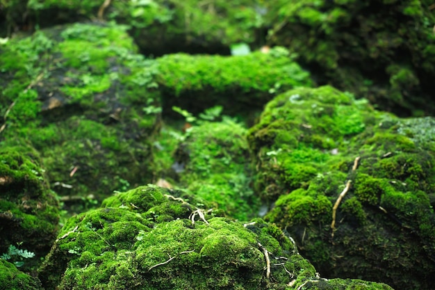 Beautiful Bright Green moss grown up cover the rough stones and on the floor in the forest Show with macro view Rocks full of the moss texture in nature for wallpaper soft focus