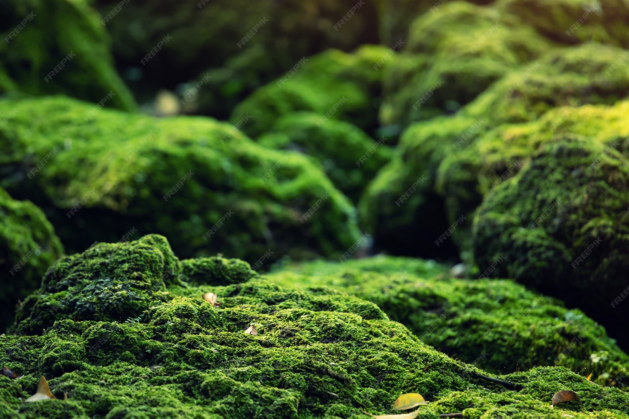 Premium Photo Beautiful Bright Green moss grown up cover the rough stones and on the floor in