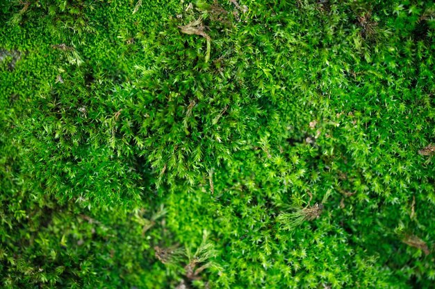사진 아름다운 밝은 녹색 모스가 숲의 바닥에 거친 돌을 고 자란다