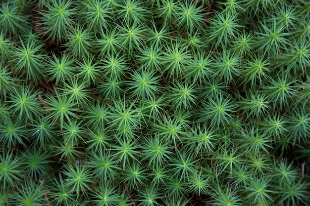 Beautiful Bright Green moss raised in the woods. Sph gnum moss grows in swampy areas. Macro mode