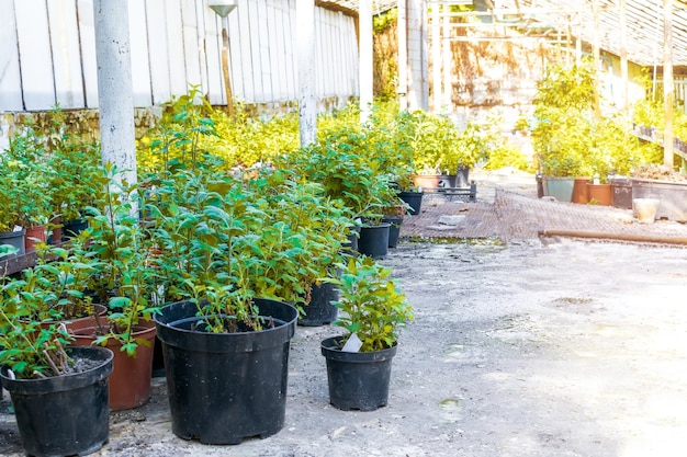 Beautiful bright green rhododendron plants seedlings in pots in greenhouse prepared for planting in city park garden in spring summer Gardening and landscaping concept