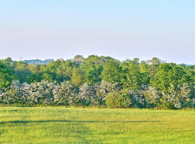 Beautiful brIght green trees and bushes growing in a quiet forest on a sunny day against clear sky and copy space Leaves tree branches and shrubs in a peaceful relaxing park with soothing nature