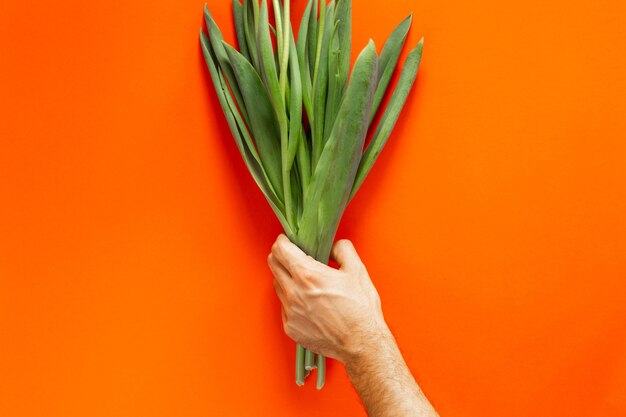 Beautiful bright green tulips in the hand on the orange wall . International women's day concept. Copyspace and place for the text. Isolated.