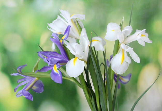 緑の背景に美しい明るい菖蒲