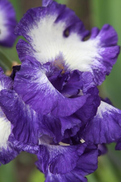 Beautiful bright irises