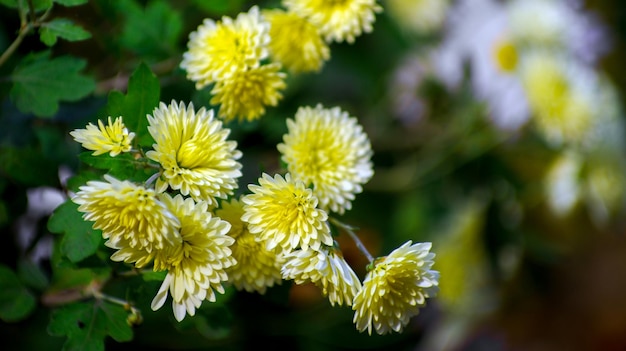 他の菊の花の背景に美しい明るいオレンジと黄色の菊の花