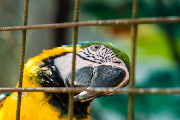 A beautiful bright parrot ara in the zoo