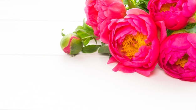 Beautiful and bright peony flowers Image with selective focus