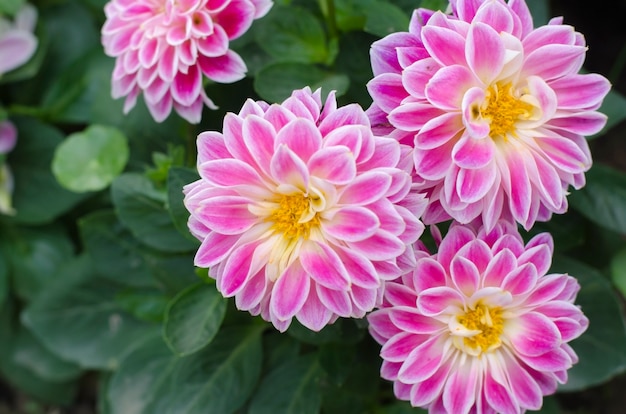 Beautiful Bright Pink Dahlias