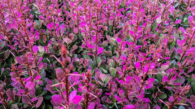 Beautiful bright pink foliage on the bush under the sunlight as design for wallpaper or background