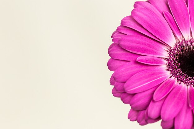 Beautiful bright pink gerbera in macro