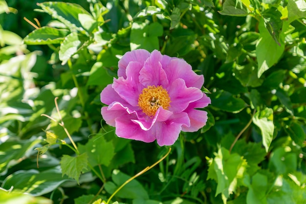 Beautiful bright pink peonies in the garden close up Greenery lush fooliage Selective focus