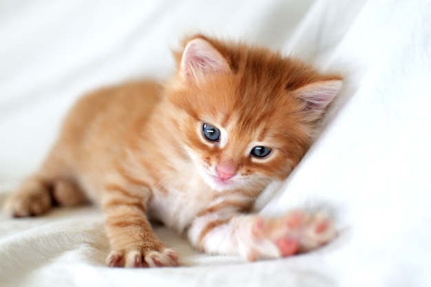 Beautiful bright red kitten on a white background plays. Young cute little red kitty. Long haired ginger kitten play at home. Cute funny home pets. Domestic animal and Young kittens.