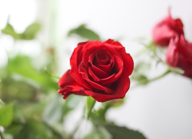 Beautiful bright red rose flowers