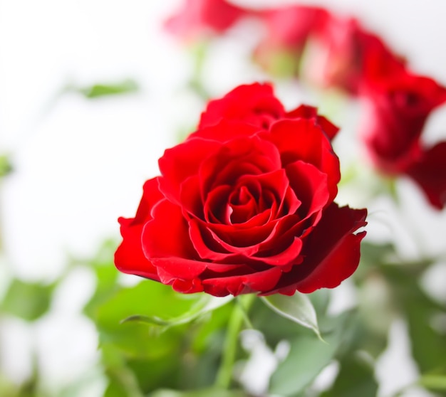 Beautiful bright red rose flowers