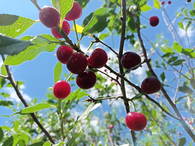 beautiful, bright, ripe, juicy, fruit, berry, red, cherry, harvest, outdoor, horticulture, garden