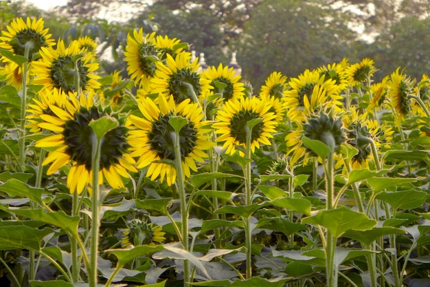 Beautiful bright sunflower field