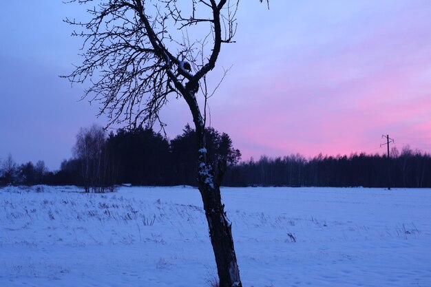 Beautiful bright sunset evening Beautiful pink sky with dark tree branches in the background