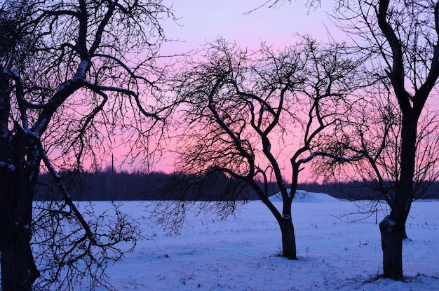 아름다운 밝은 일몰 저녁 아름다운 분홍색 하늘과 어두운 나무 가지가 배경입니다.