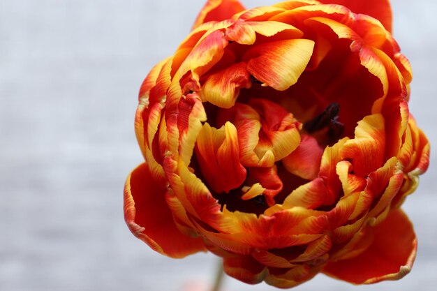 Beautiful bright tulip close up