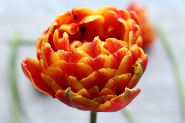 Beautiful bright tulip close up