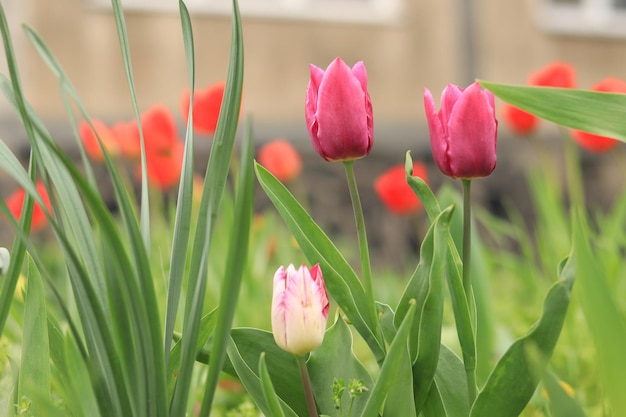 Beautiful bright tulips in a flower bed in the park Spring flowers in the city Blooming pink tulips