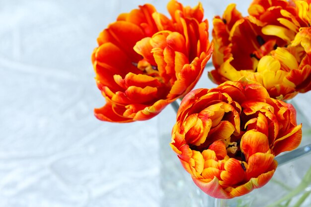 Beautiful bright tulips in glass vase on grey background