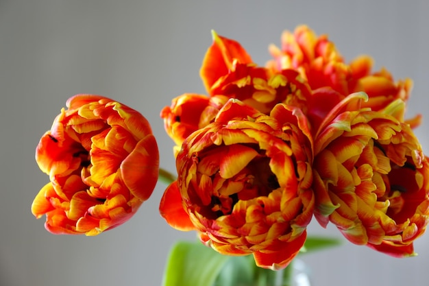 Beautiful bright tulips on grey background