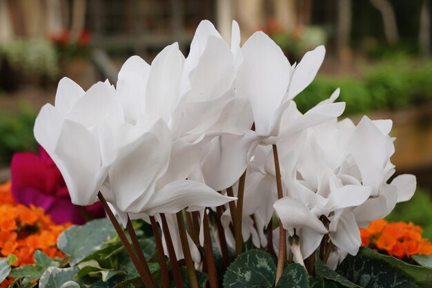 Beautiful bright white color of Florist39s Cyclamen flowers at full bloom