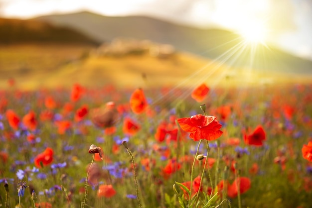 Beautiful bright wild flowers in summer meadow