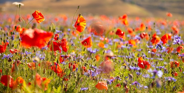 Beautiful bright wild flowers in summer meadow
