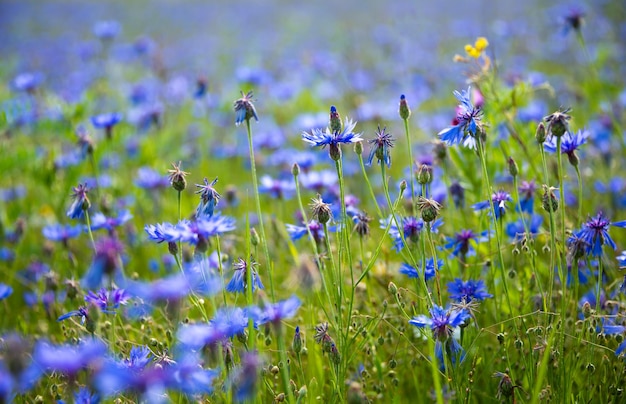 Beautiful bright wild flowers in summer meadow